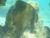 bat fish